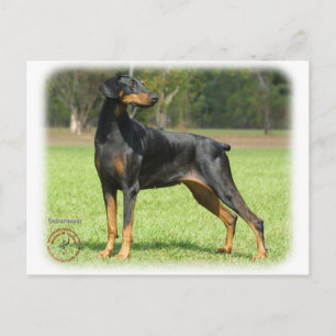 Carte Postale Doberman