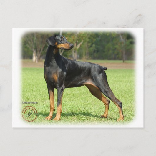 Carte Postale Doberman (Devant)
