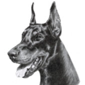 Carte Postale Doberman