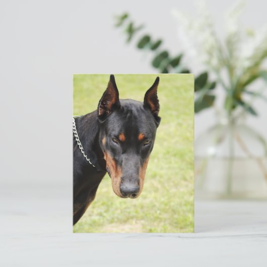 carte postale doberman effrayante (Debout devant)