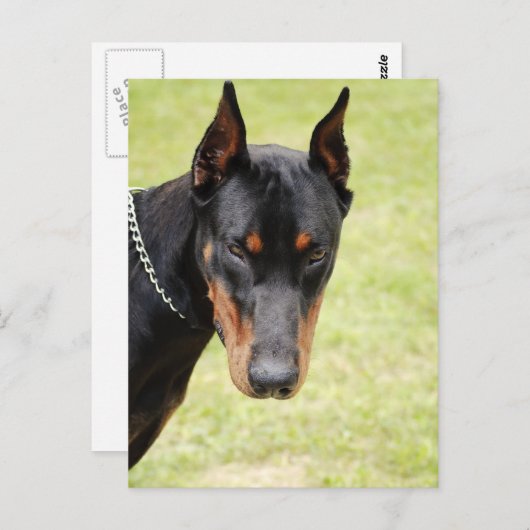 carte postale doberman effrayante (Devant / Derrière)