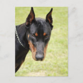 carte postale doberman effrayante (Devant)