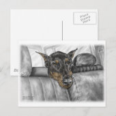 Carte Postale Doberman en voiture (Devant / Derrière)