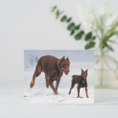 Carte Postale Doberman et Min Pin - REGARDEZ ! Un Mini Moi ! (Debout devant)
