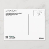 Carte Postale Doberman et Min Pin - REGARDEZ ! Un Mini Moi ! (Dos)