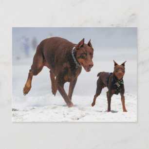 Carte Postale Doberman et Min Pin - REGARDEZ ! Un Mini Moi !