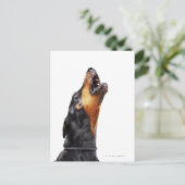 Carte Postale Doberman hurle (Debout devant)
