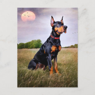 Carte Postale Doberman Pinscher