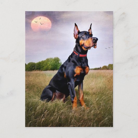 Carte Postale Doberman Pinscher (Devant)