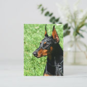 Carte postale Doberman Pinscher (Debout devant)