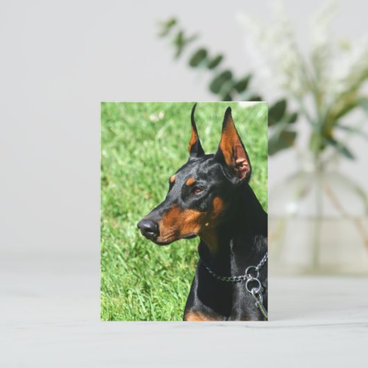 Carte postale Doberman Pinscher (Debout devant)