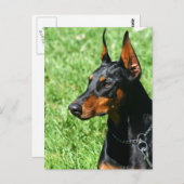 Carte postale Doberman Pinscher (Devant / Derrière)