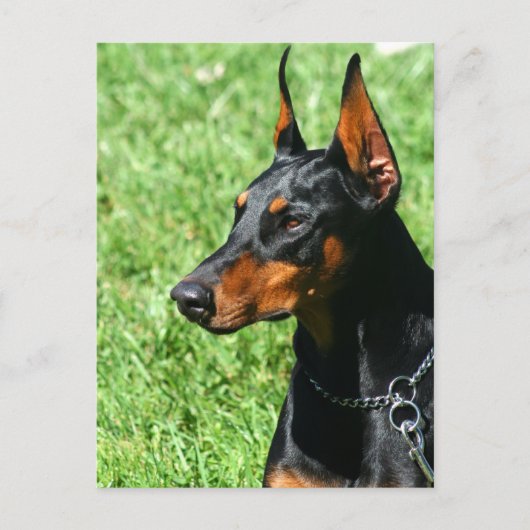 Carte postale Doberman Pinscher (Devant)