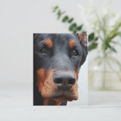 Carte Postale Doberman Pinscher (Debout devant)