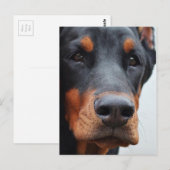 Carte Postale Doberman Pinscher (Devant / Derrière)