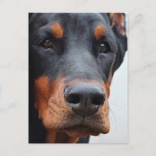 Carte Postale Doberman Pinscher