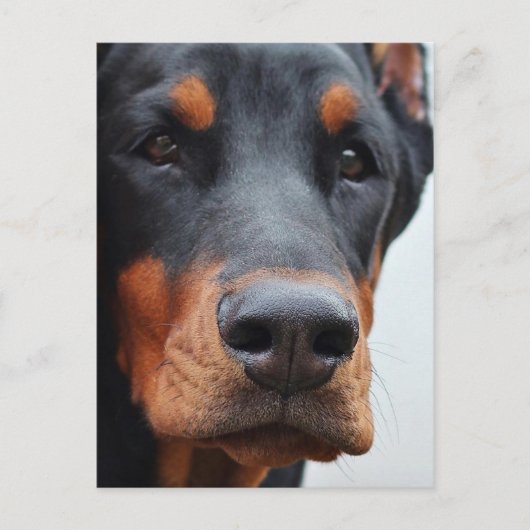 Carte Postale Doberman Pinscher (Devant)