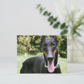 Carte postale Doberman Pinscher Chien (Debout devant)