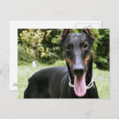 Carte postale Doberman Pinscher Chien (Devant / Derrière)