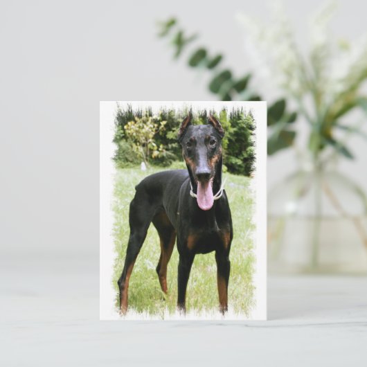 Carte postale Doberman Pinscher Chien (Debout devant)