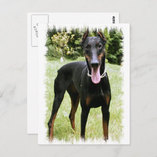 Carte postale Doberman Pinscher Chien (Devant / Derrière)