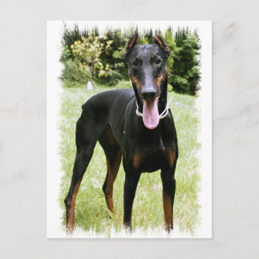 Carte postale Doberman Pinscher Chien (Devant)