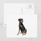 Carte Postale Doberman Pinscher (naturel) (Devant / Derrière)