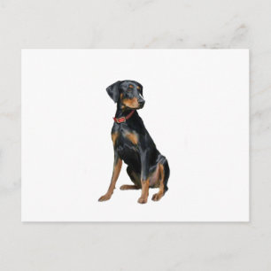 Carte Postale Doberman Pinscher (naturel)