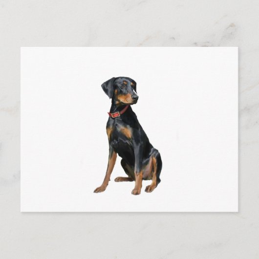 Carte Postale Doberman Pinscher (naturel) (Devant)