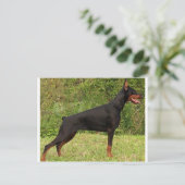 Carte Postale doberman pinscher noir plein (Debout devant)