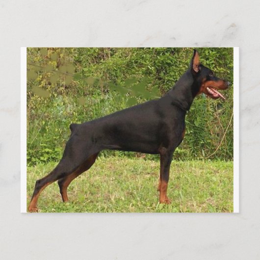 Carte Postale doberman pinscher noir plein (Devant)