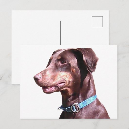 Carte Postale Doberman Pinscher Rouge (Devant / Derrière)