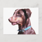 Carte Postale Doberman Pinscher Rouge (Devant)
