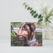 Carte Postale Doberman Pinscher Rouge (Debout devant)