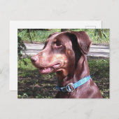 Carte Postale Doberman Pinscher Rouge (Devant / Derrière)