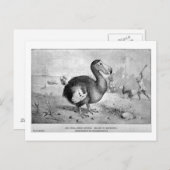 Carte postale Dodo Art (Devant / Derrière)