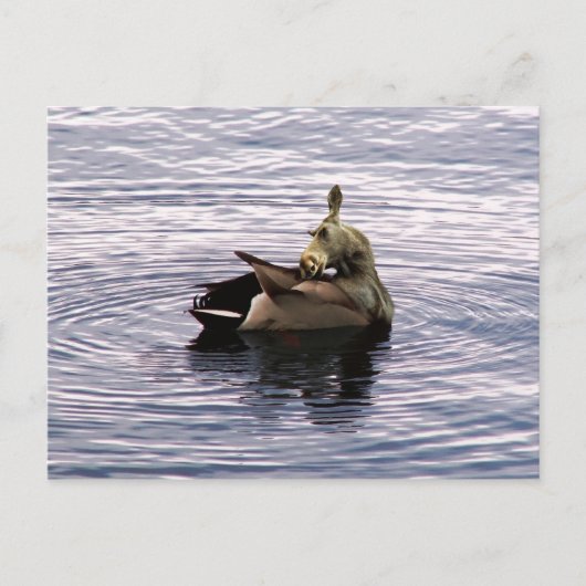 Carte postale Doe (Devant)