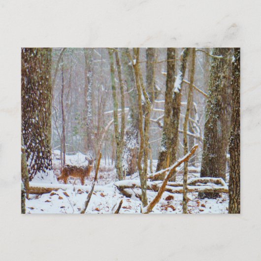 Carte Postale Doe dans la neige, Deer dans le lac Arrowhead (Devant)