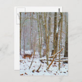 Carte Postale Doe dans la neige, Deer dans le lac Arrowhead (Devant / Derrière)