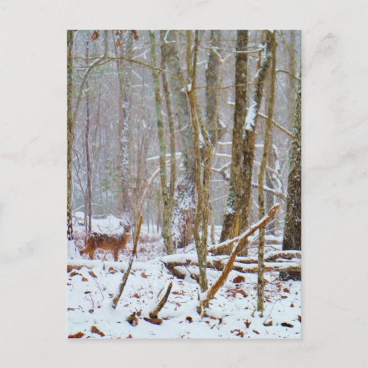 Carte Postale Doe dans la neige, Deer dans le lac Arrowhead (Devant)