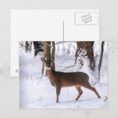 Carte postale Doe hiver (Devant / Derrière)
