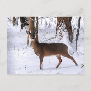 Carte postale Doe hiver