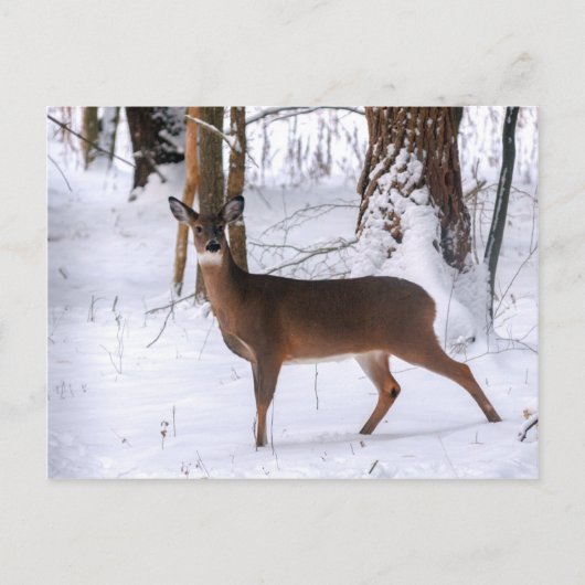 Carte postale Doe hiver (Devant)