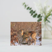 Carte Postale Doe - Michigan Wildlife Postcard (Debout devant)