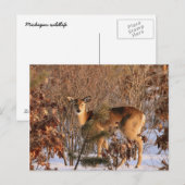 Carte Postale Doe - Michigan Wildlife Postcard (Devant / Derrière)