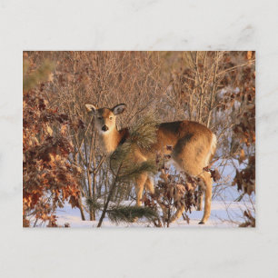 Carte Postale Doe - Michigan Wildlife Postcard
