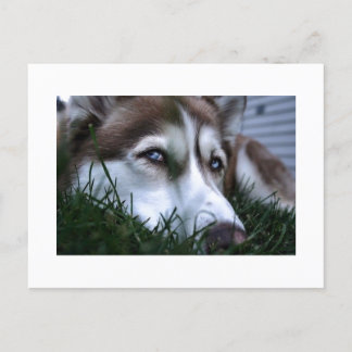 Carte Postale dog