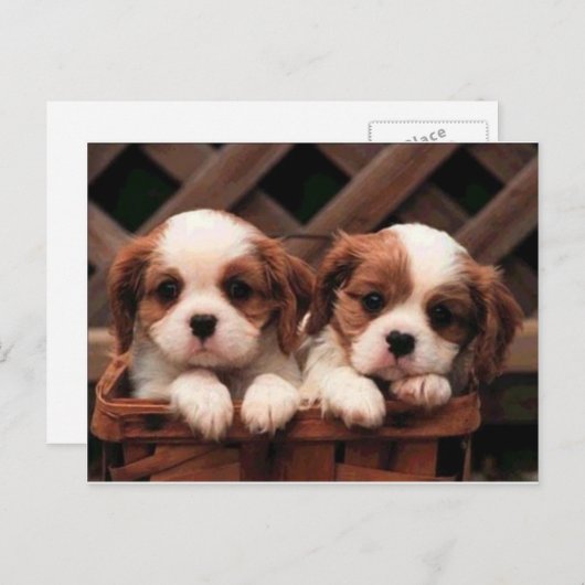 Carte Postale dog (Devant / Derrière)