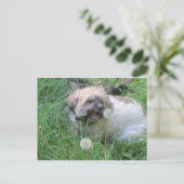 Carte postale "Dog Day Dreams" (Debout devant)