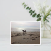 Carte Postale Dog on Beach (Debout devant)